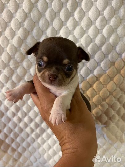 Чихуахуа щенки