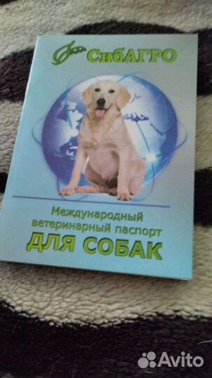 Мини чихуахуа