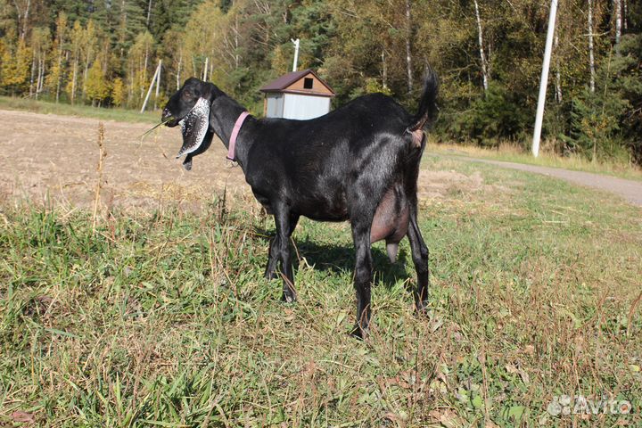 Коза камори дойная