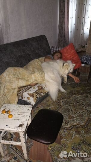 Самоедская лайка