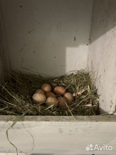 Яйцо домашнее