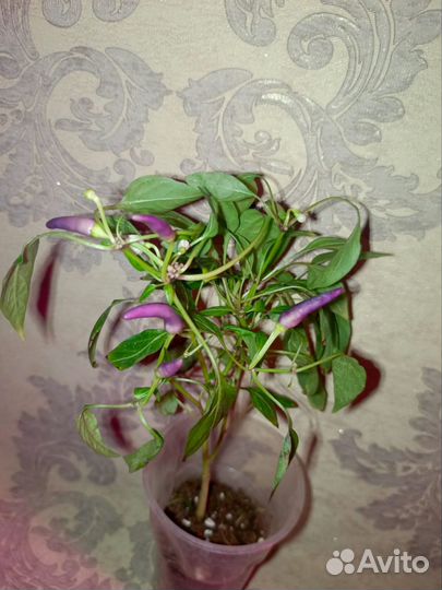 Острый декоративный перчик