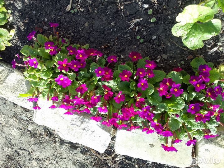 Примула садовая,цена за шарик из примул