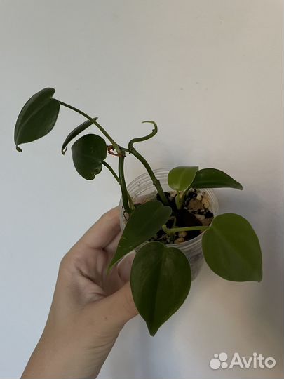 Филодендрон сканденс