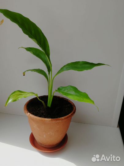 Комнатные растения