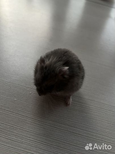 Джунгарский хомяк сапфировый