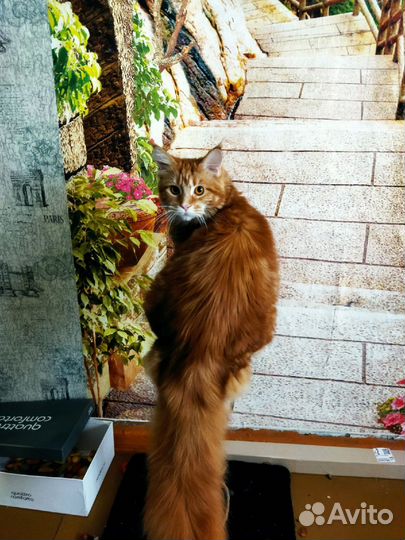 Кошка Мейн кун