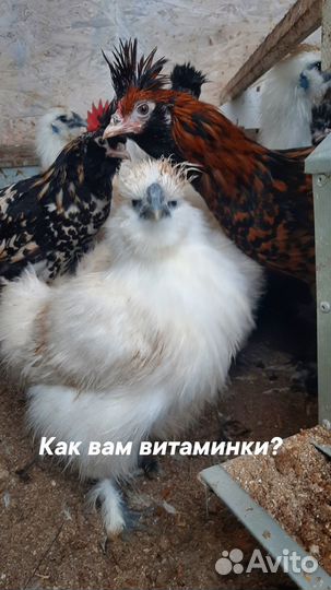 Продаю породистых петухов