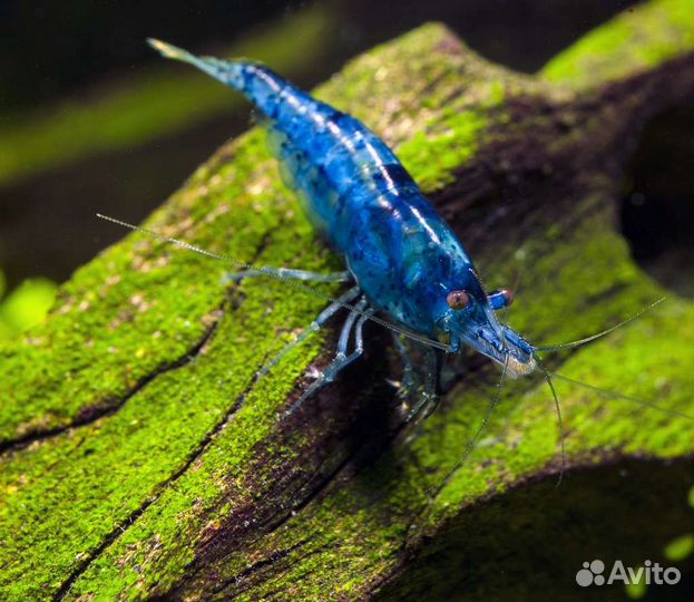 Аквариумные креветки