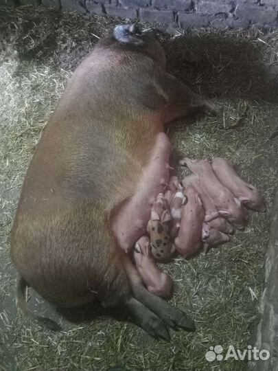 Пьетрен-см-1