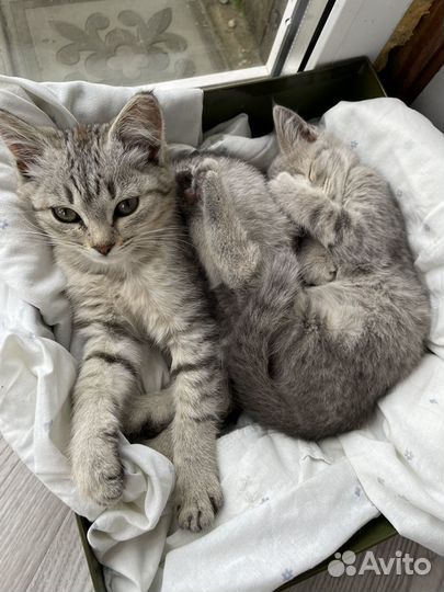 Кошечки в добрые руки бесплатно