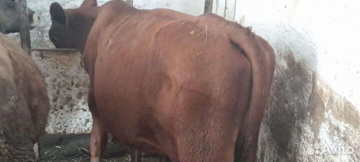 Скот Бычки домашнии Мясного направления