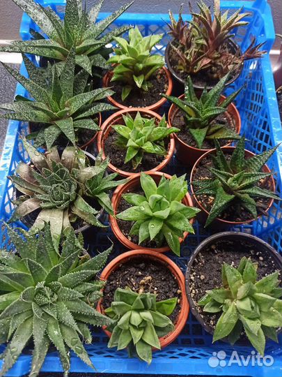 Суккуленты, хаворти, гастерии, алое