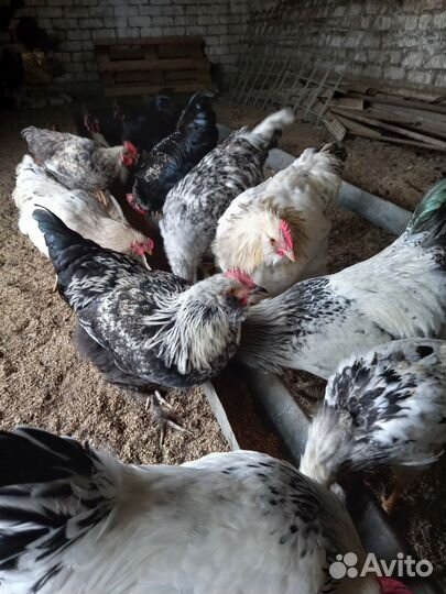 Петухи породистые