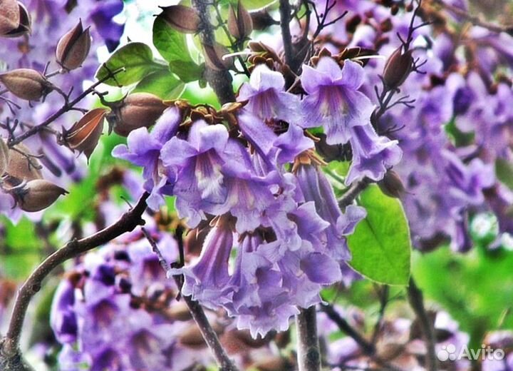 Павловния Войлочная, семена