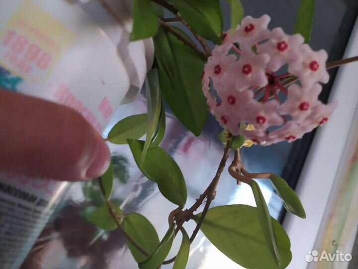 Хойя карноза