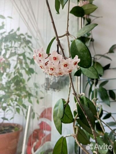 Хойя отросток