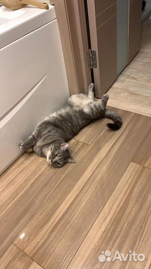 Отдам бесплатно кота