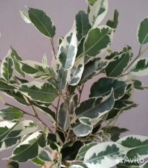 Комнатные растения цветы