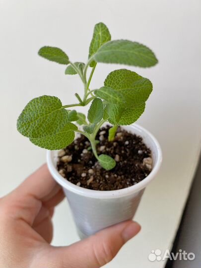 Пряные травы