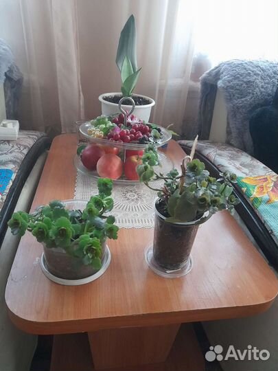 Каланхоэ