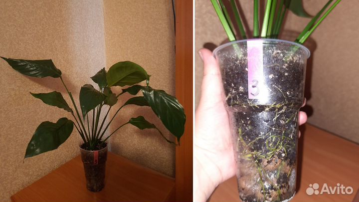 Спатифиллум «Уоллиса» (Spathiphyllum wallisii)