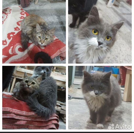 Котята девочки