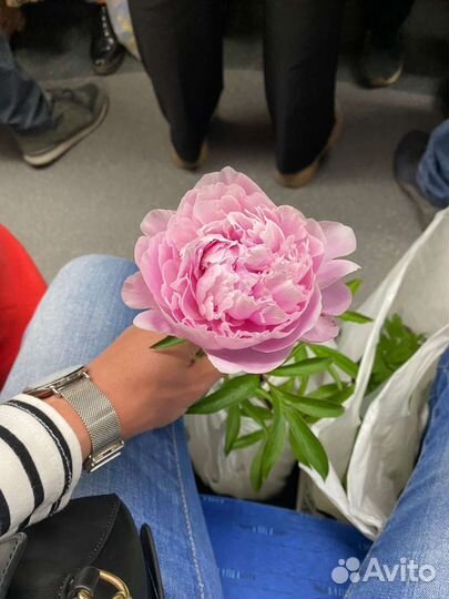 Пион сорта silvia 2 х летний