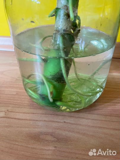 Диффенбахия