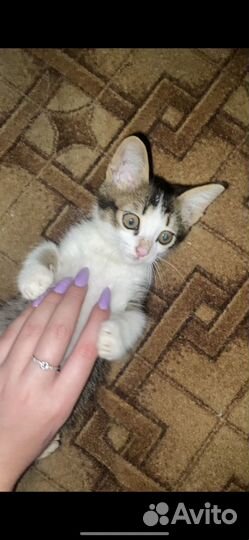 Котёнок