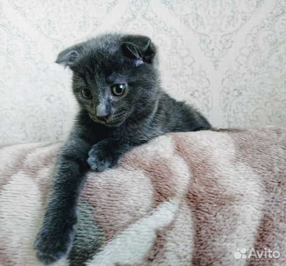 Ангел-хранитель