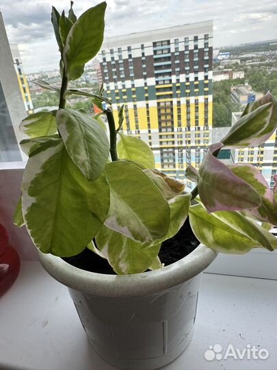 Педилантус