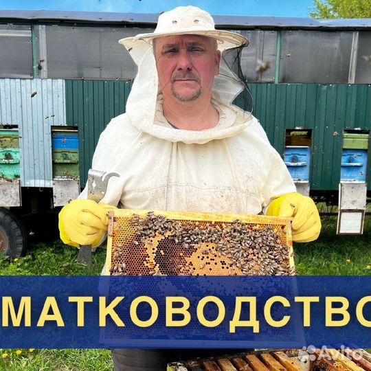 Матки пчелиные