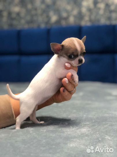 Мальчики и девочки чихуахуа