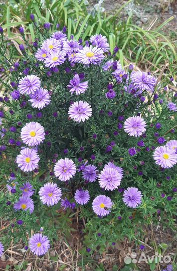Сентябринки/Октябринки (многолетние Астры)