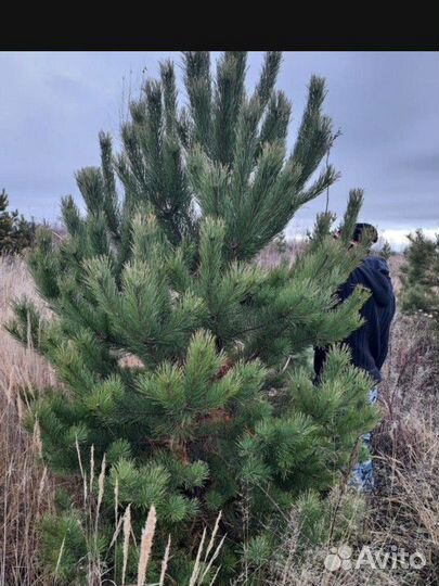 Ель сосна опт