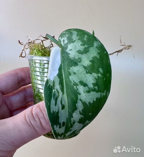 Сциндапсус mayari