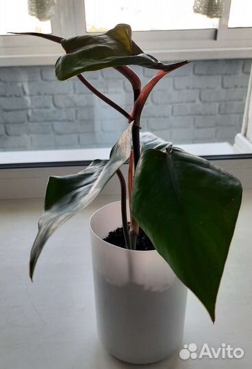 Филодендрон краснеющий