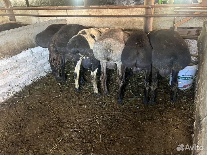 Курдючные бараны