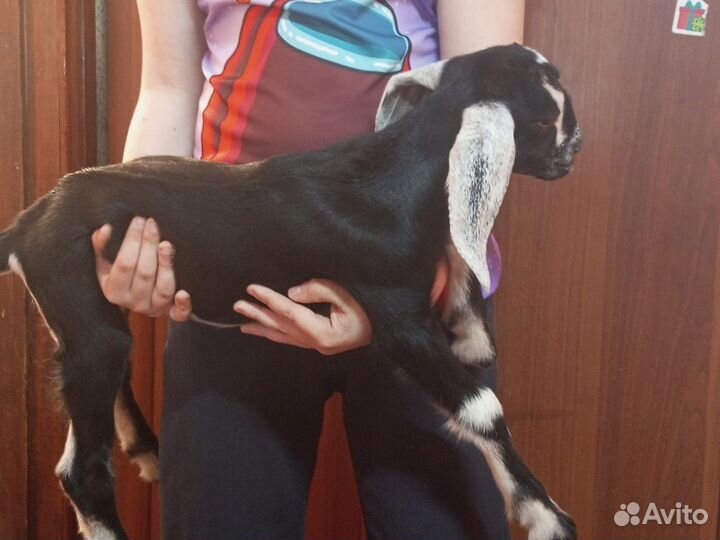 Нубийские козлики