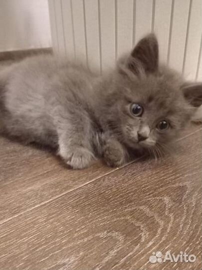 Котята мальчик и девочка подкидыши