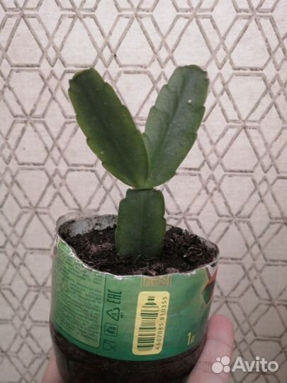 Рипсалидопсис красный рождественник декабрист