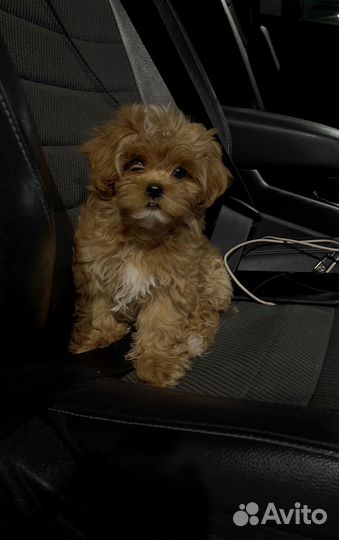 Люксовая девочка Мальтипу Ф1