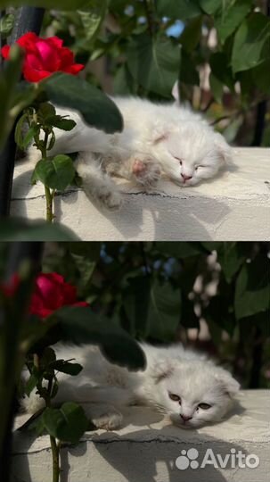 Вислоухие котята в добрые руки