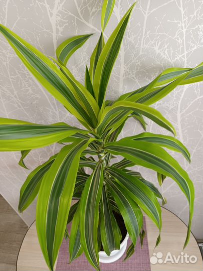 Пальма драцена
