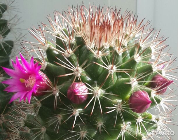 Цветы комнатные