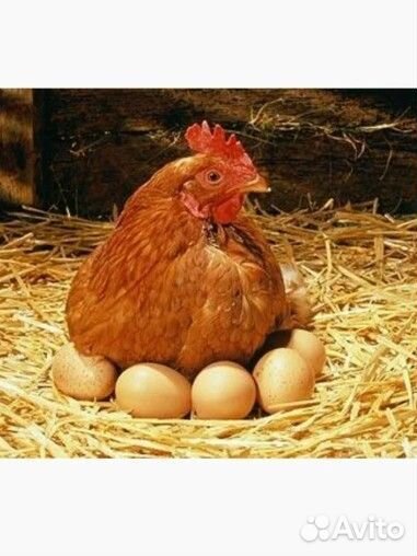 Яйцо карликовых кур, инкубационное