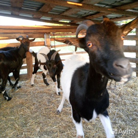 Козы и козлята