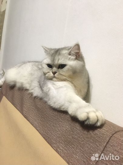 Шотландская прямоухая кошка