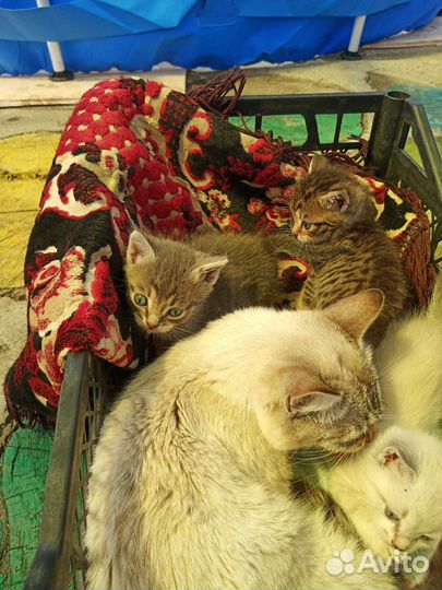 Отдат котят